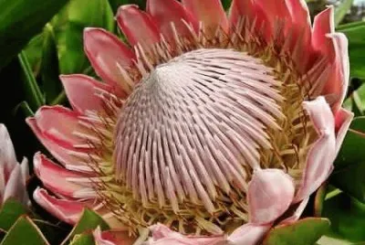 flores