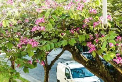 flores