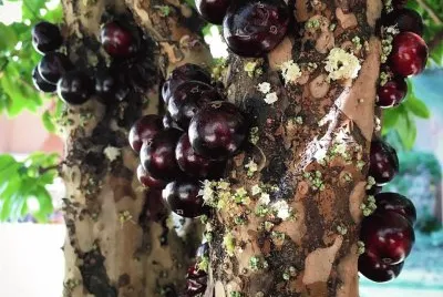 natural
