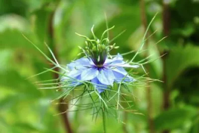 flores