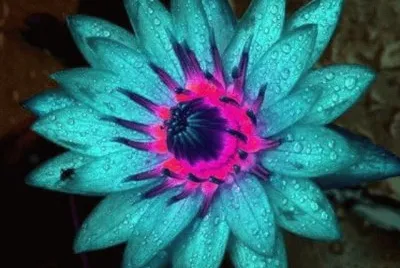 flores