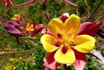 flores