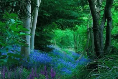 blue flowers