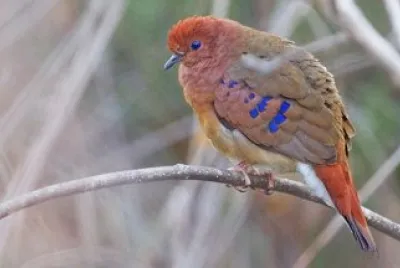 Tortorina occhiblu