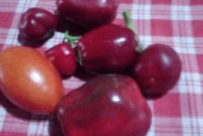 tomates y morrones de la huerta