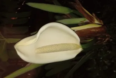 flor de costilla de AdÃ¡n