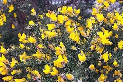 Gorse