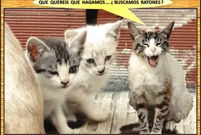 QUE QUEREIS QUE HAGAMOS...
