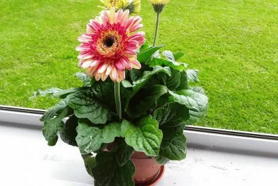 Gerbera