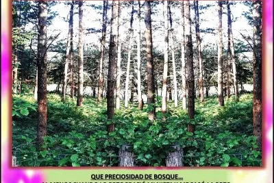 QUE PRECIOSIDAD DE BOSQUEâ€¦