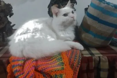 TEKILA
