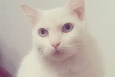 TEKILA2