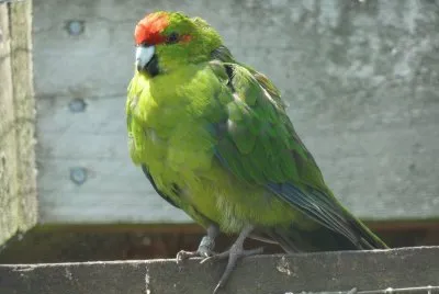 פאזל של Kakariki fronterossa
