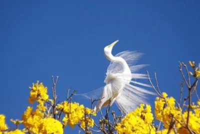 NATUREZA