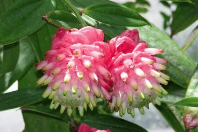 flores