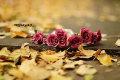 flores
