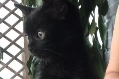 DAMIAN
