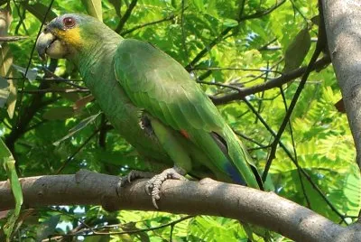 פאזל של Amazona amazonica