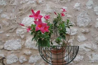 flores