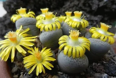 flores