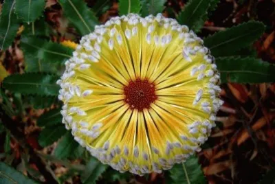 flores