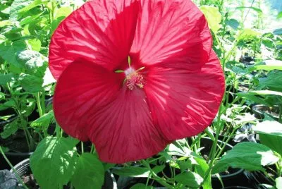flores