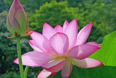 flores
