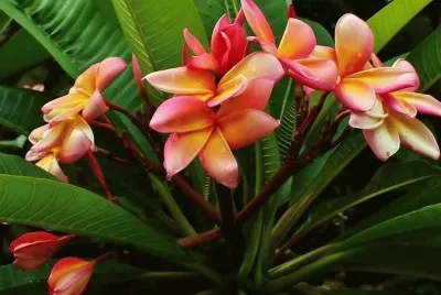 flores