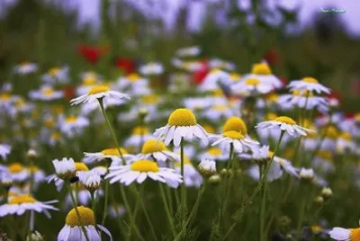 flores