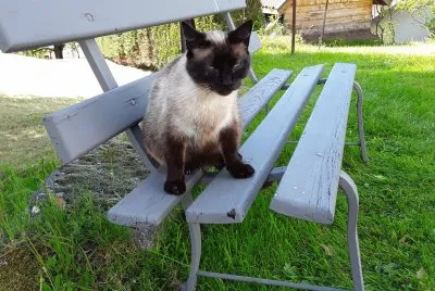 Mia