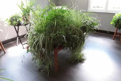 Plantes vertes