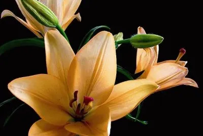 flores