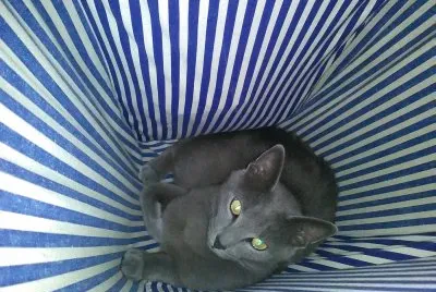 Deep Blue Cat