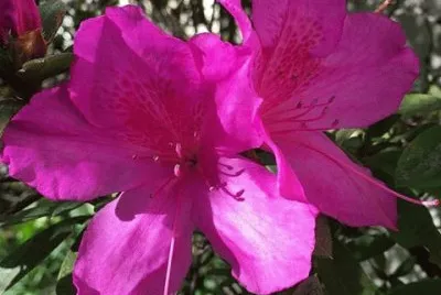 flores