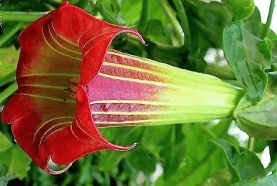 flores