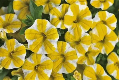 flores
