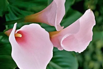 flores