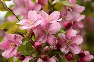 flores
