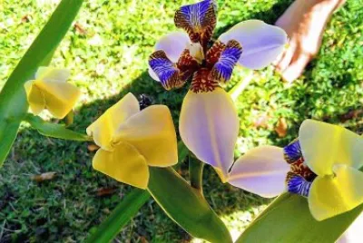 flores