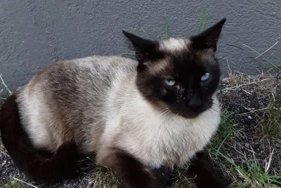 Mia