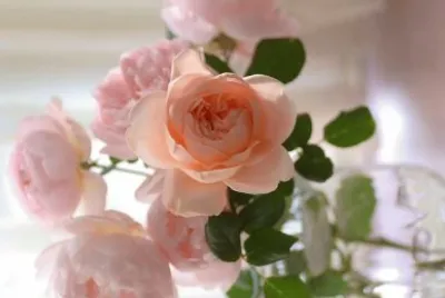 flores