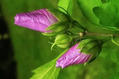 flores