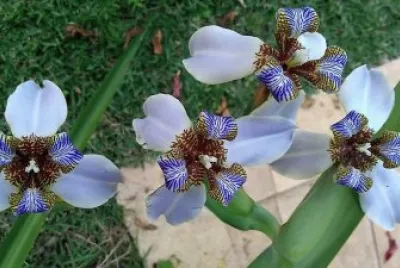flores