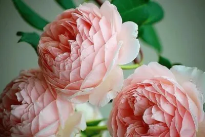 flores