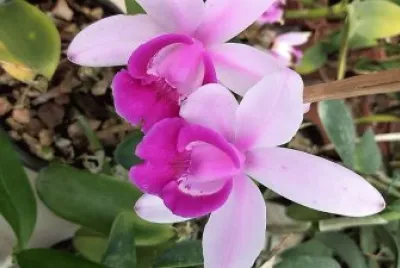 flores