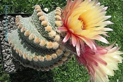 flores