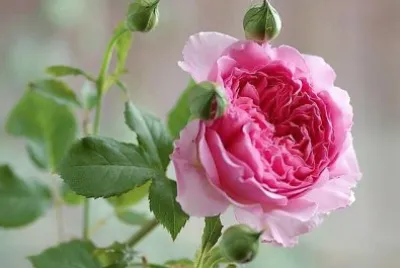 flores