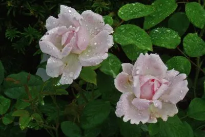 Rosen