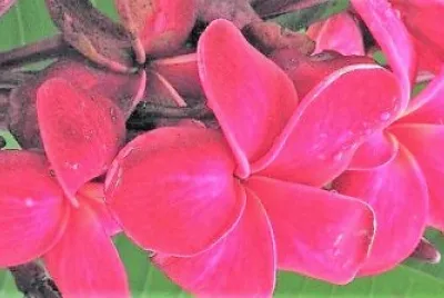 flores