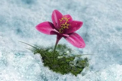 flores